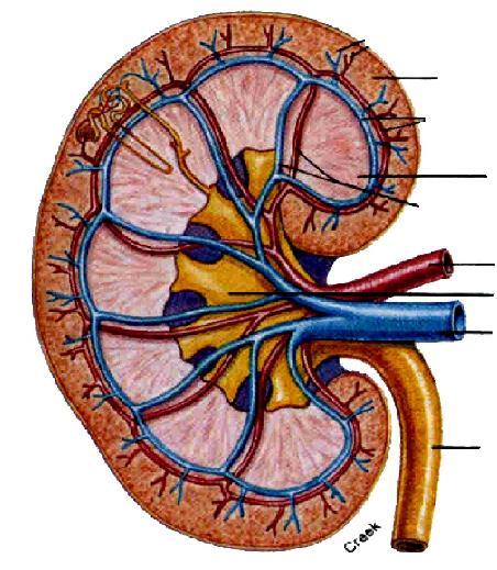 The 3 parts of the kidneys : Renal cortex- outer