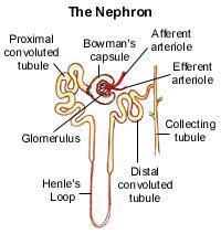 The main functional unit of the NEPHRONS- each is a small, independent processing unit, located mostly in the,