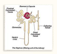 Kidney Filtration The filtration of blood mainly takes place in the part of the called nephron the.