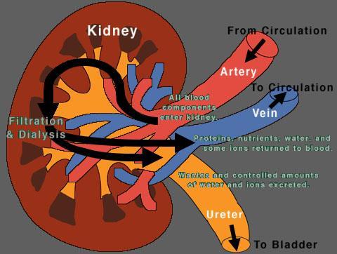 Kidney Filtration Substance such as, water, urea, glucose & salts, amino acids diffuse some vitamins into