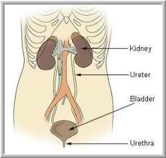 Kidney Re-absorption: Urine is what remains. It is emptied into a collecting duct, which leads to the.