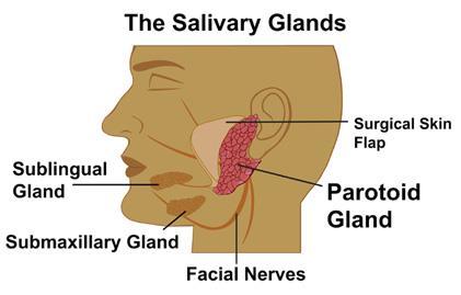 Mouth salivary glands secrete saliva, which contains the enzyme amylase to break the bonds in starches (which is what type of macromolecule: ) Carbohydrate and releases sugar.