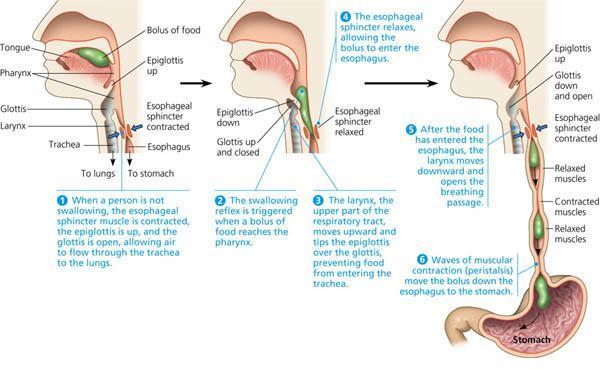 Esophagus Your tongue and your throat muscles help you swallow your food, which (after swallowing) is now called a bolus.