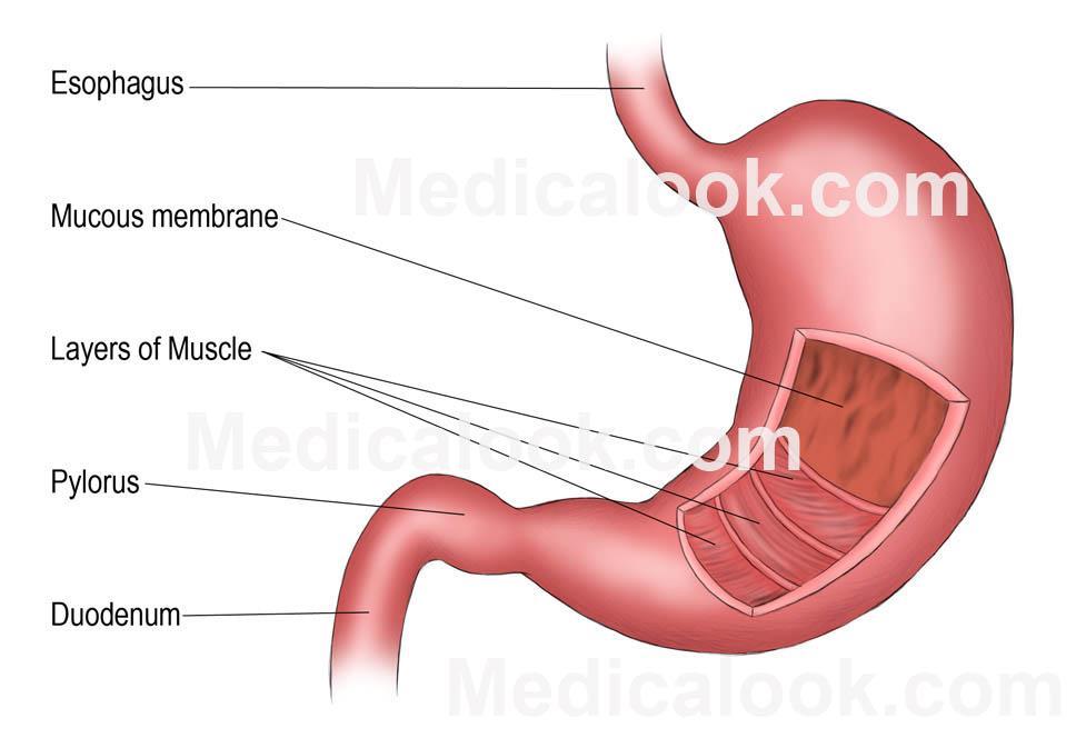 Stomach Food from the esophagus empties into a large muscular sac called the stomach.