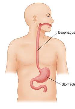 Esophagus Structure Tube between the pharynx and stomach ~ 25 cm long Location