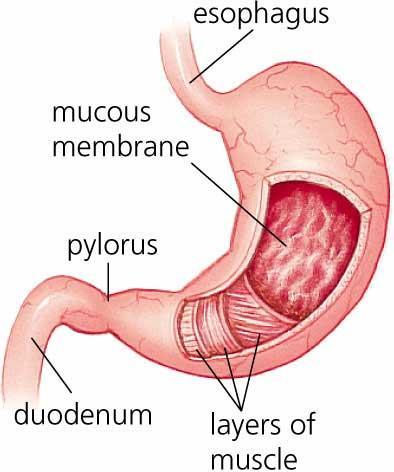 Stomach J-shaped with curvatures Food storage = 1 liter Food becomes chyme Mechanical digestion
