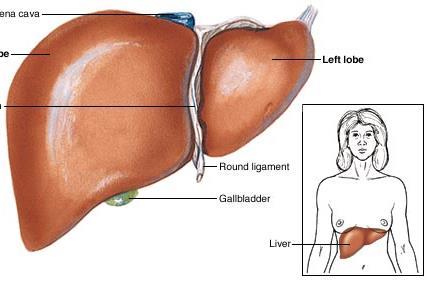 Liver & Gall Bladder LIVER Largest internal organ ~3 pounds Produces bile GALL BLADDER Stores bile Exocrine gland Releases