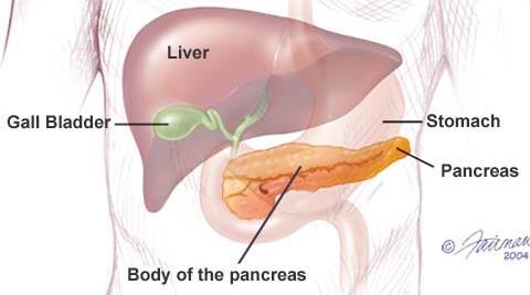 Pancreas Exocrine gland Secretes pancreatic