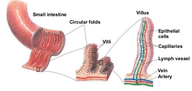 Small Intestine Circular Folds