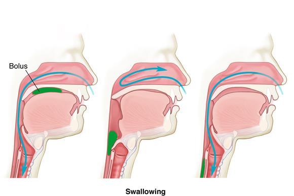Swallowing (Pharynx)