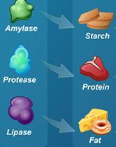 Pancreatic Juices Enzymes = amylase, protease, lipase Alkaline solution neutralizes acidic chyme provides environment for