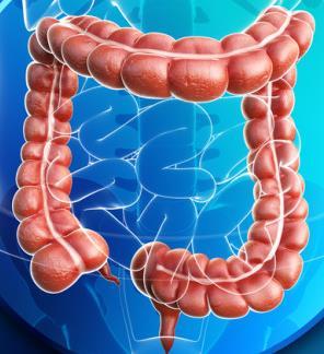 Large Intestine No digestive enzymes are produced Sluggish