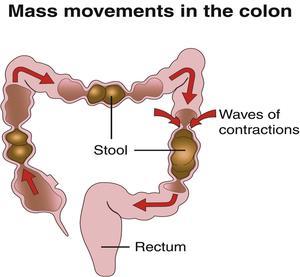 Mass Movement and Defecation Mass movements are slow, powerful movements that occur 3 to 4 times per day Fiber increases bulk and softens stool Presence