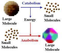 Metabolism all of the chemical reactions necessary to maintain life Catabolism substances are broken