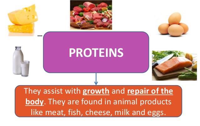 Sources of Protein Use: Amino acids