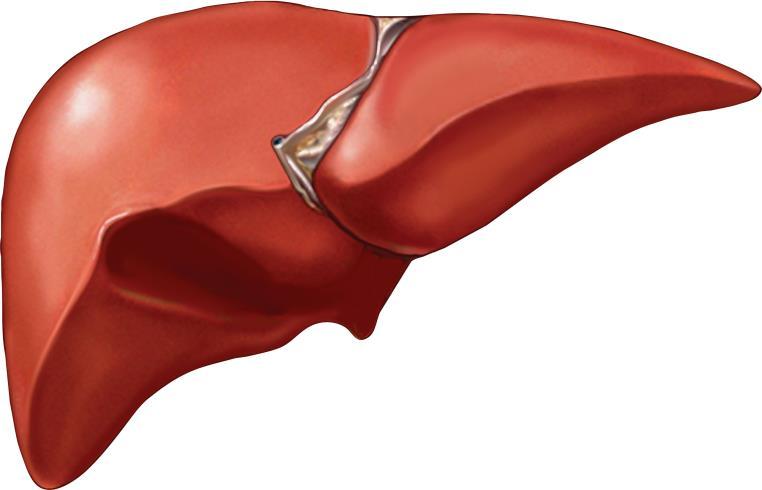The Central Role of the Liver in Metabolism Liver is the body s key metabolic organ Roles in digestion: Manufactures bile Detoxifies drugs and alcohol Degrades hormones