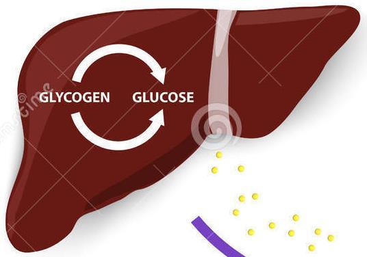 Gluconeogenesis formation of new sugar Amino acids glucose Fat glucose The Liver and Glucose Levels The liver maintains blood glucose levels by: