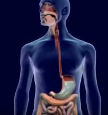 An Overview of Digestion