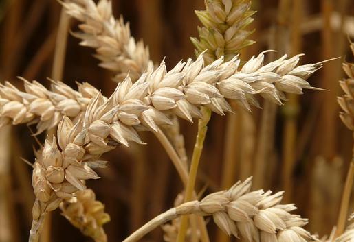 6. Wheat Wheat contains gluten and those who are sensitive to gluten have chances of suffering with increased symptoms of endometriosis.