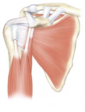 Dynamic Stabilizers Acromion Supraspinatus AC Joint CA Lig Rotator Interval Biceps-Long