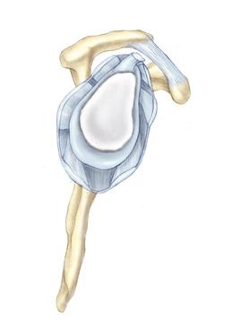 Static Stabilizers Acromion Biceps- Long Head CA Ligament SGHL Coracoid