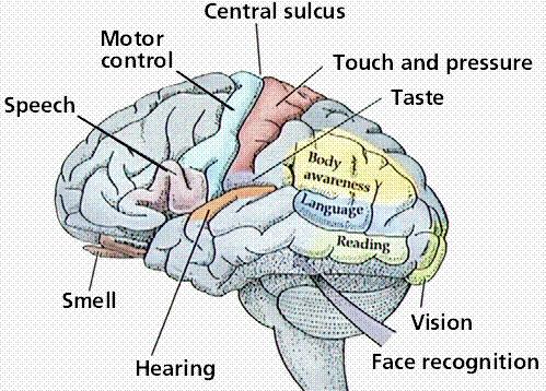 The Cerebrum -the largest portion of the brain, the area of