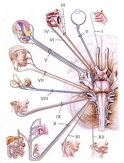 Facial Vestibulocochlear