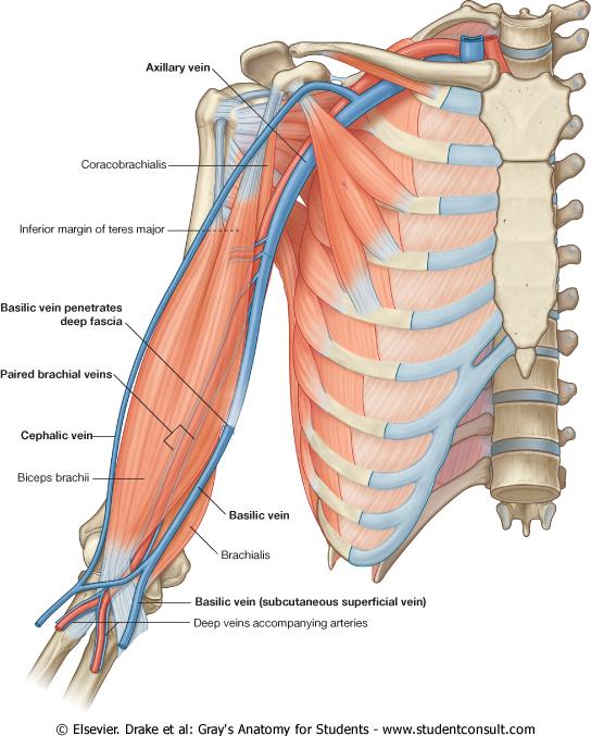 Veins Of Upper Limbs 1- Superficial Veins A- Cephalic Vein o Ascends in the superficial fascia on the lateral side of the biceps. o Drains into the Axillary vein.