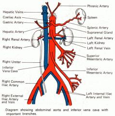 Inferior Vena Cava o Drains most of the blood from the body below the diaphragm to the right atrium.