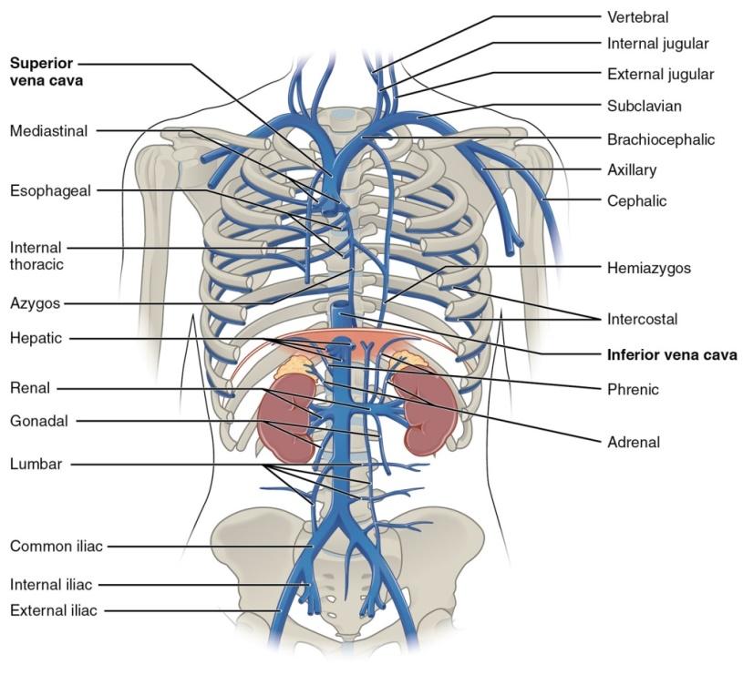 the 8th thoracic vertebra*. *Recall the descending aorta pierced the diaphragm at T12.