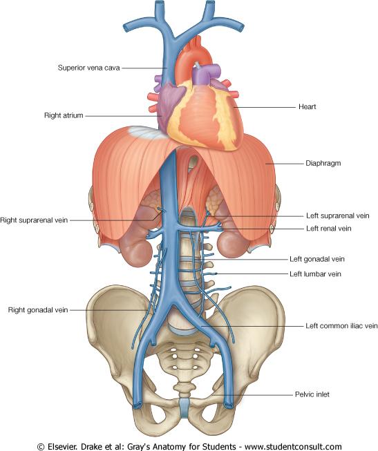 Inferior Vena Cava (Tributaries) From bottom to top 1. Median sacral vein 2. Two common iliac veins 3. Four paired lumbar veins 4.