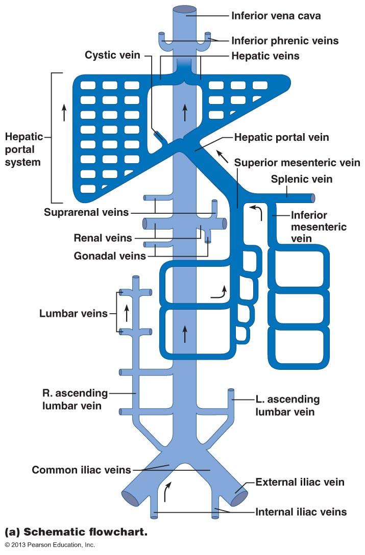 Right suprarenal vein (the left vein drains into the left renal vein*) 7. Hepatic veins 8.