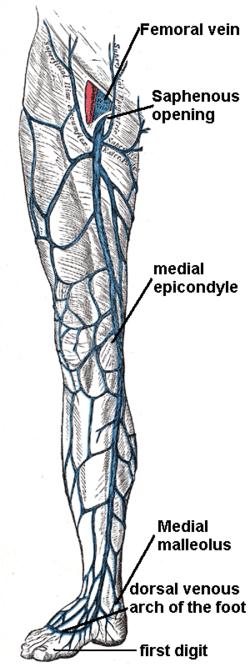 Veins Of Lower Limbs Great Saphenous Vein o The longest vein. o Beginning: from the medial end of the dorsal venous arch of the foot.