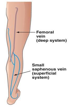 Veins Of Lower Limbs Small Saphenous Vein o Beginning: from the lateral end of the dorsal venous arch of the foot. o Has numerous valves along its course.