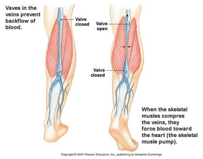 Mechanism Of Venous Return From Lower Limb (For Your Information) o Much of the saphenous blood passes from superficial to deep veins through the