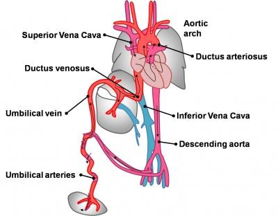 Systemic Vein Esophageal branch of azygos vein Middle and inferior rectal vein Superficial epigastric vein Veins of the posterior abdominal wall (retroperitoneal veins) Associated