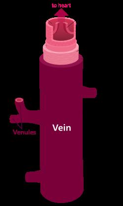 Veins o Veins are blood vessels that bring blood back to the heart. o All veins carry deoxygenated blood except: o Pulmonary veins 1. o Umbilical veins 2. o There are two types of veins*: 1.