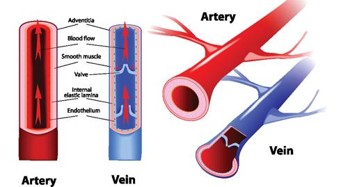 Only on the boys slides The Histology Of Blood Vessels o The arteries and veins have three layers, but the middle layer is thicker in the