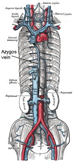 o Drains venous blood from: Head, neck, thoracic wall & upper limbs.
