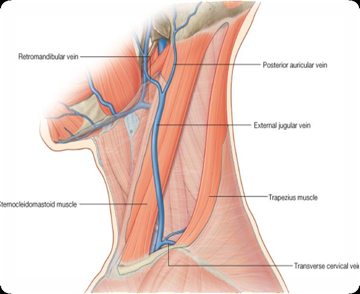 Veins of Head and Neck External Jugular Vein o Lies superficial to the sternomastoid (sternocleidomastoid) muscle.