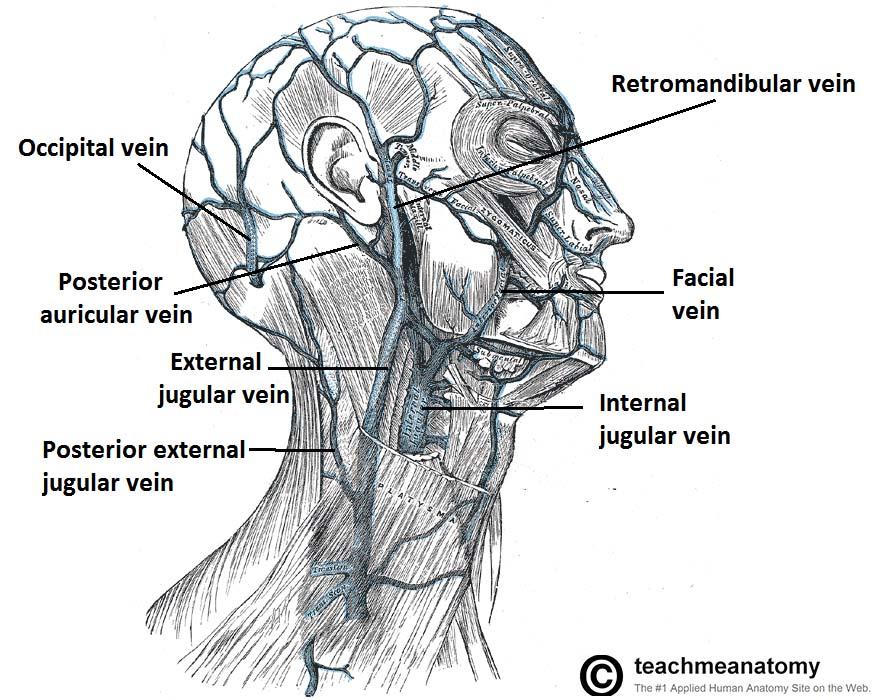 the posterior division of the retromandibular vein (temporomaxillary vein) b. with the posterior auricular vein. o It drains blood from: a.