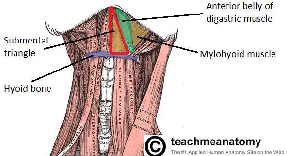 Veins of Head and Neck Anterior Jugular Vein o It begins in the upper part of the neck