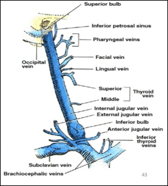 o Joins the subclavian vein to form the brachiocephalic vein.