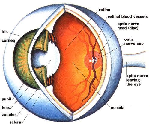 Microflora of the EYES The conjunctiva of the eye has primarily S. epidermidis, followed by S. aureus, C. diphtheroids, and S. pneumoniae.