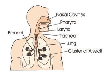 Respiratory Tract Upper Respiratory Tract: - Nose and throat have Many microorganisms. Some are normal flora, some are opportunistic, and others are carried like C. diphtheroids.