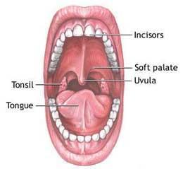 Oral Cavity (Mouth) They have both aerobic and anaerobic bacteria. The most common ones are: C. diphtheroides, S. aureus, and S. epidermidis.