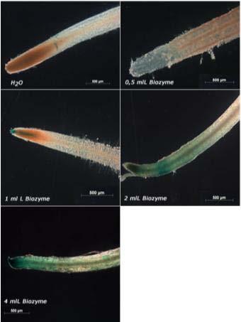 Impact of BIOZYME in tomato roots also treated with water (control) and 0.