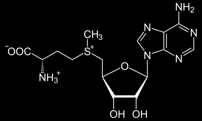 Methionine It can react to form S-Adenosyl-