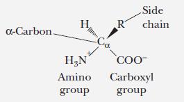 The amino acids