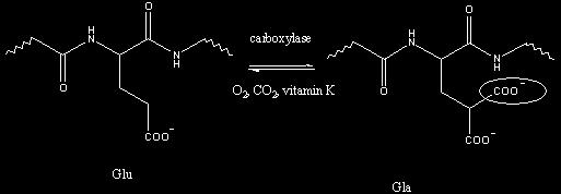 γ- carboxyglutamate (Gla) The glutamate residues of some